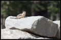 CRW_8555 Rodent on Rock